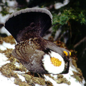 Dusky Grouse